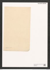 Surirella inducla A. Schm. (de-Toni-Nr.: Genus 53, Species 2382) Zeichnungen Sammlung Grunow (NHMW-BOT-W0372923)